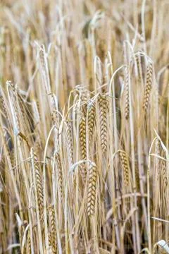 Pattern of ripe corn in corn field in detail Stock Photos