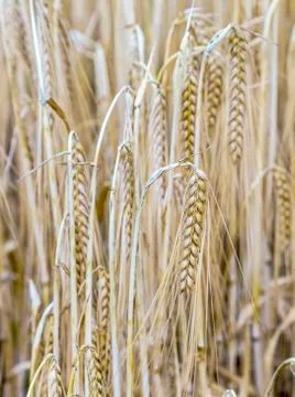 Pattern of ripe corn in corn field in detail Stock Photos