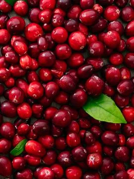 A pattern of ripe large cranberries 스톡 사진