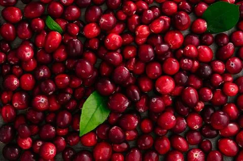 A pattern of ripe large cranberries 스톡 사진