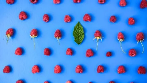 Pattern of ripe red raspberry on blue background. Creative layout of organic  Stock Photos