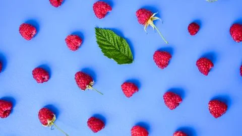 Pattern of ripe red raspberry on blue background. Creative layout of organic  스톡 사진