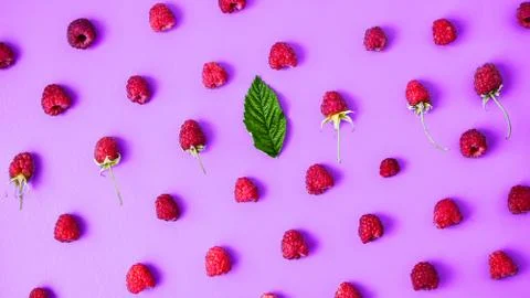 Pattern of ripe red raspberry on purple background. Creative layout of organi 스톡 사진