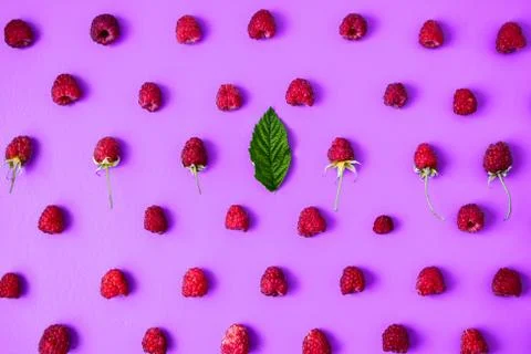 Pattern of ripe red raspberry on purple background. Creative layout of organi 스톡 사진