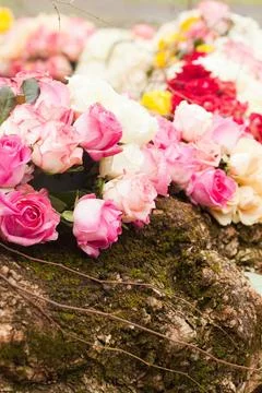 Pattern roses background Beige and pink roses background, pattern for wedd... Foto stock
