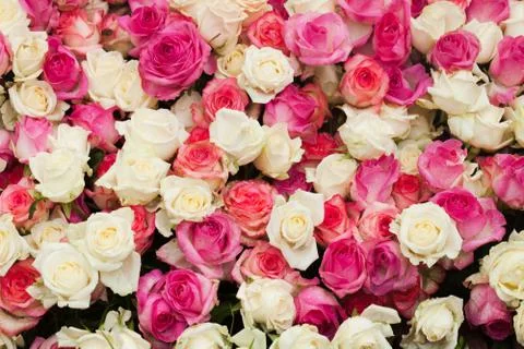 Pattern roses background Stock Photos