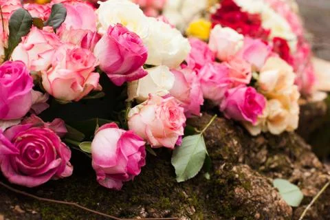 Pattern roses background Stock Photos