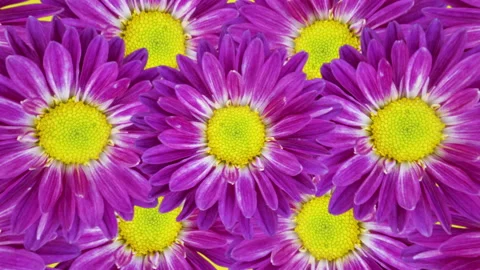 Pattern with rotating chrysanthemum pattern. Minimal motion graphics floral Video stock 147550944