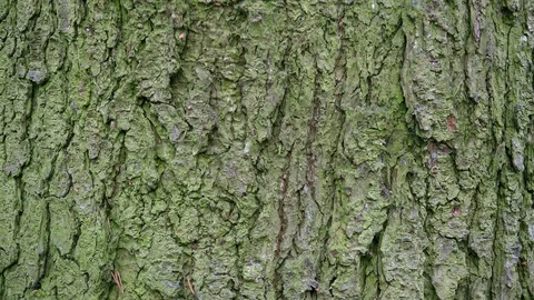 Pattern of the rough tree bark covered with Green Algae (Pleurococcus). Stock Footage 127562930