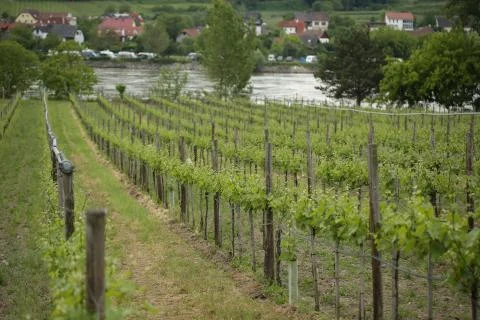 Pattern of rows of grape vines in vineyard in the Wachau Valley on the banks of Stock Photos