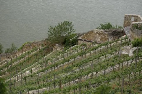 Pattern of rows of grape vines in vineyard in the Wachau Valley on the banks of Stock Photos