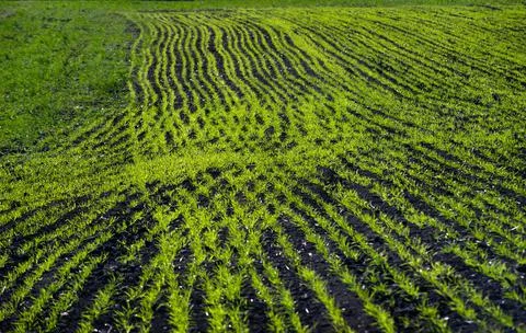 Pattern rows of green young grass planted with wheat or rye field Fotos Stock