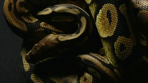 Pattern of royal ball python's snakeskin Stock-Footage 90340444