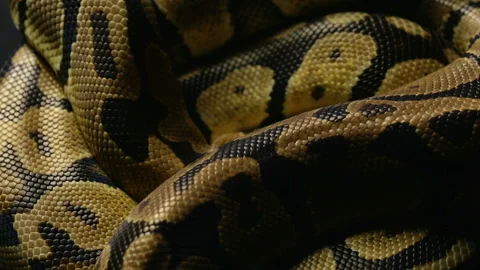 Pattern of royal python's snakeskin Stock-Footage 88676051
