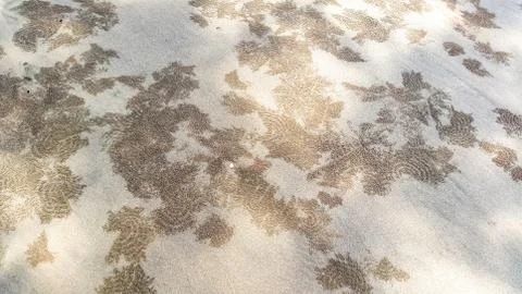 Pattern of Sand bubbler crabs Stock Photos