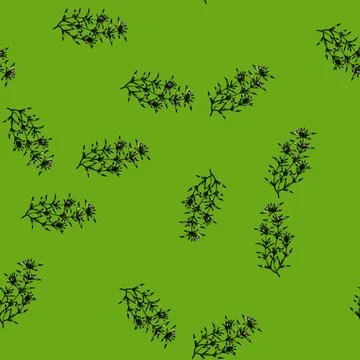 Pattern satureja savory sketch hand drawn Stock Illustration