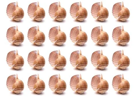 Pattern Sea natural shell, original pattern of marine life. Safety Shelter fo Stock Photos