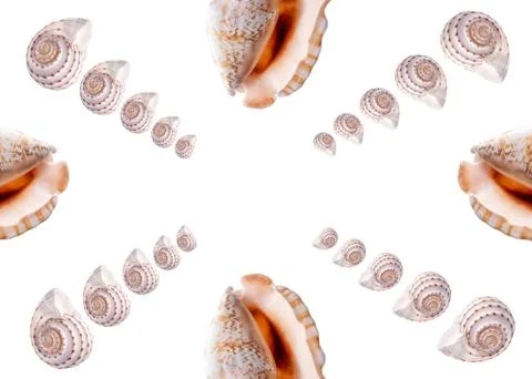 Pattern Sea natural shell, original pattern of marine life. Safety Shelter fo Stock Photos