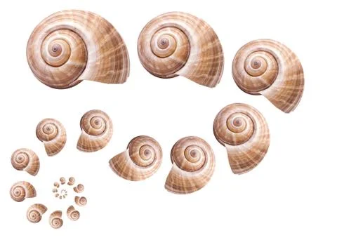 Pattern Sea natural shell, original pattern of marine life. Safety Shelter fo Stock Photos