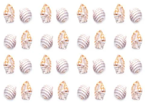 Pattern Sea natural shell, original pattern of marine life. Safety Shelter fo 写真素材