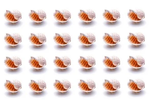 Pattern Sea natural shell, original pattern of marine life. Safety Shelter fo Stock Photos