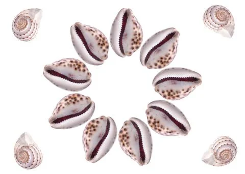 Pattern Sea natural shell, original pattern of marine life. Safety Shelter fo 写真素材