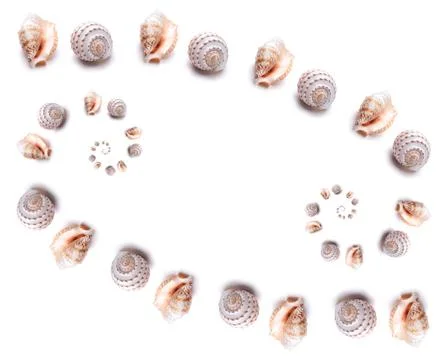 Pattern Sea natural shell, original pattern of marine life. Safety Shelter fo Stock Photos