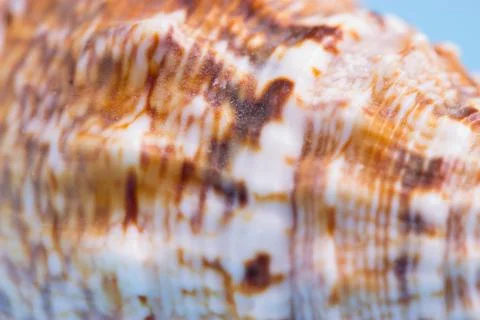 Pattern on a sea shell Stock Photos