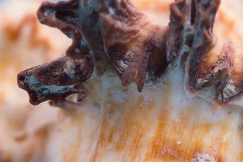 Pattern on a sea shell Stock Photos