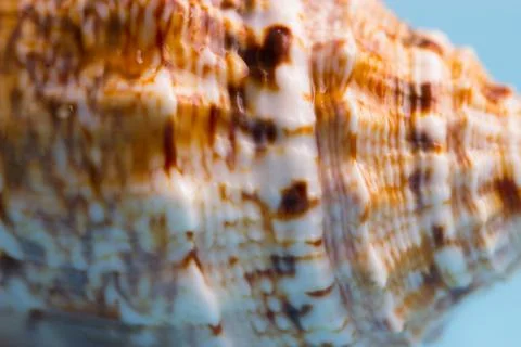 Pattern on a sea shell Stock Photos