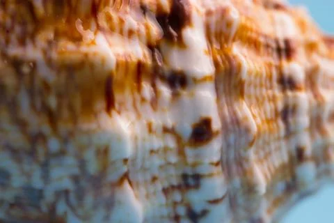 Pattern on a sea shell Foto stock