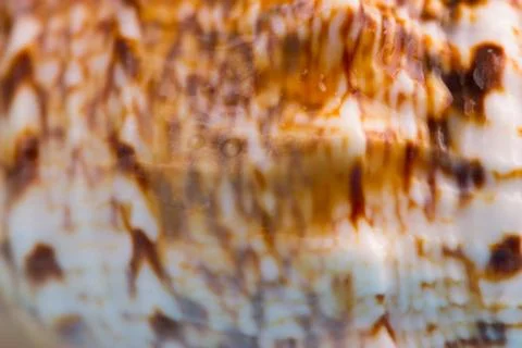 Pattern on a sea shell Stock Photos