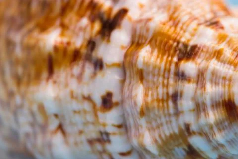Pattern on a sea shell Stock Photos