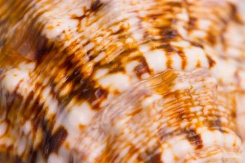 Pattern on a sea shell Stockfoto's