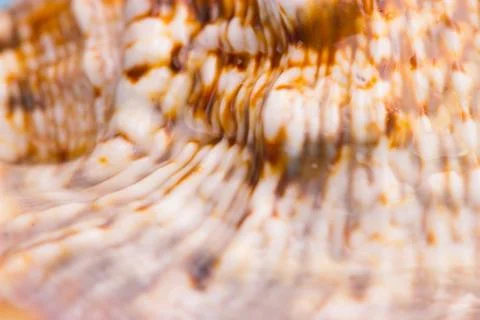 Pattern on a sea shell Stock Photos