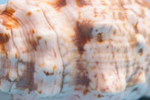 Pattern on a sea shell Stock Photos