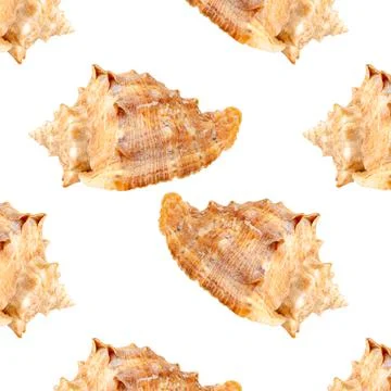 Pattern seamless with seashells on a white background. Stock Illustration