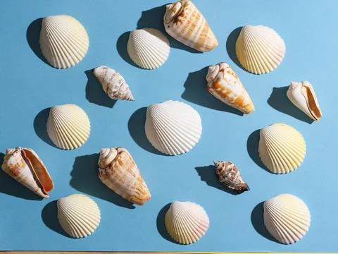 Pattern from seashells with hard shadow on a blue background, top view. Stock Photos