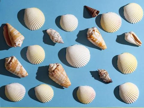Pattern from seashells with hard shadow on a blue background, top view. Stock Photos