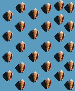 Pattern from seashells with hard shadow on a blue background, top view. Stock Photos