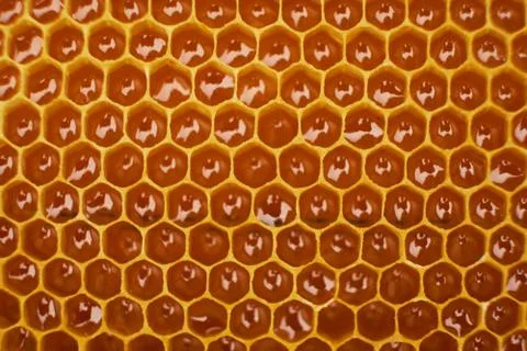 Pattern of a section of wax honeycomb from a bee hive filled with golden honey Stock Photos
