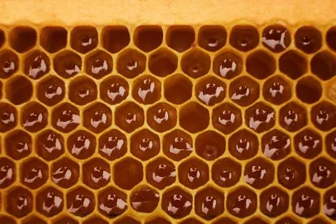 Pattern of a section of wax honeycomb from a bee hive filled with golden honey Stock Photos