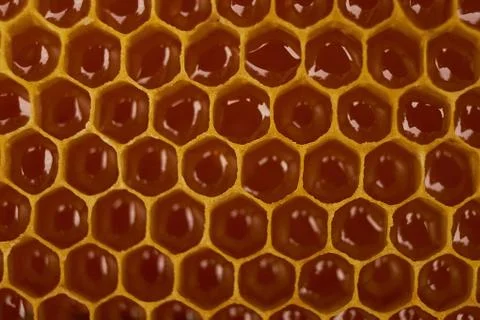 Pattern of a section of wax honeycomb from a bee hive filled with golden honey Stock Photos