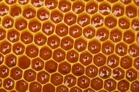 Pattern of a section of wax honeycomb from a bee hive filled with golden honey Stock Photos