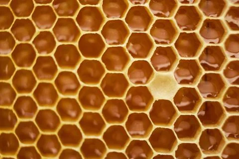 Pattern of a section of wax honeycomb from a bee hive filled with golden honey Stock Photos