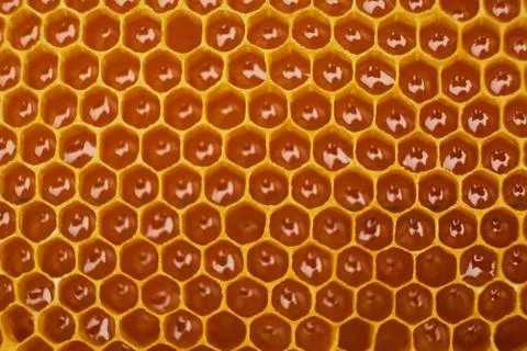 Pattern of a section of wax honeycomb from a bee hive filled with golden honey Stock Photos