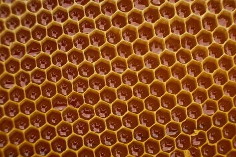Pattern of a section of wax honeycomb from a bee hive filled with golden honey 스톡 사진