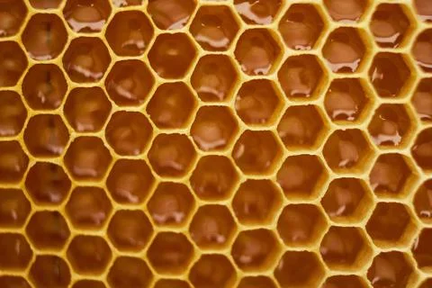 Pattern of a section of wax honeycomb from a bee hive filled with golden honey Stock Photos