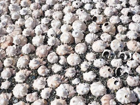 Pattern of a set of sea shells on small pebbles illuminated by the sun's rays Stock Photos