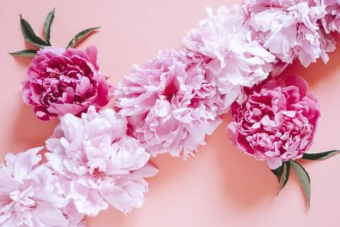 Pattern of several peony flowers in full bloom pastel and vibrant pink color  Fotos de archivo